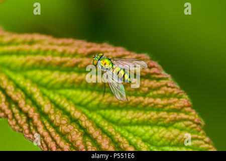 Langbeinige Fliege (Condylostylus sp) auf einem Rubus sp Blatt im Frühsommer. Stockfoto