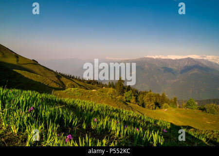 Indien, Himachal Pradesh Kullu Valley, lila Himalaya Azalea Wildblumen Stockfoto