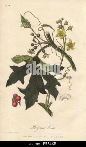 Red bryony, Bryonia dioica. Papierkörbe botanischen Abbildung gezeichnet und auf Stahl von William Clark von John Stephenson und James Morss Churchill's 'Medizinische Botanik: oder Abbildungen und Beschreibungen der Heilpflanzen der London, Edinburgh und Dublin Arzneibüchern graviert, 'John Churchill, London, 1831. William Clark war ehemaliger Verfasser des Londoner Gartenbaugesellschaft und illustriert viele botanische Bücher, die in den 1820er und 1830er Jahren. Stockfoto