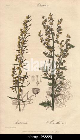 Levant wormseed, Artemisia Cina, und Wermut, Artemisia Absinthium. Papierkörbe botanischen Abbildung gezeichnet und auf Stahl von William Clark von John Stephenson und James Morss Churchill's 'Medizinische Botanik: oder Abbildungen und Beschreibungen der Heilpflanzen der London, Edinburgh und Dublin Arzneibüchern graviert, 'John Churchill, London, 1831. William Clark war ehemaliger Verfasser des Londoner Gartenbaugesellschaft und illustriert viele botanische Bücher, die in den 1820er und 1830er Jahren. Stockfoto