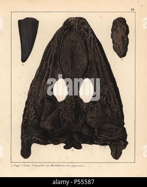 Fossilien der Mastodonsaurus giganteus, eine ausgestorbene Amphibien aus der triassischen Zeit. Kopf-, Zahn- und Dung (coprolith). Papierkörbe Lithographie von einem unbekannten Künstler von Dr. F.A. Schmidt', 'Petrefactenbuch in Stuttgart, Deutschland, 1855 erschienen im Verlag von Krais und Hoffmann. Dr. Schmidt's "Buch der eingeführt, Fossilien, Versteinerung" und Paläontologie sowohl die fachlichen und allgemeinen Leser. Stockfoto
