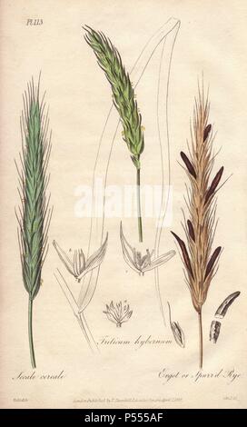Roggen, Secale cereale, Weizen, Triticum ästivum, Mutterkorn oder trieb Roggen, Secale cornutum. Papierkörbe botanischen Abbildung gezeichnet von G. Reid und graviert auf Stahl durch Weddell von John Stephenson und James Morss Churchill's 'Medizinische Botanik: oder Abbildungen und Beschreibungen der Heilpflanzen der London, Edinburgh und Dublin Arzneibücher, 'John Churchill, London, 1831. Stockfoto