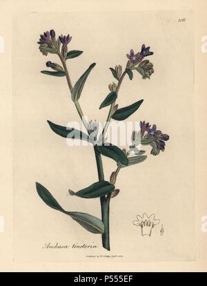 Dyer's bugloss oder alkanet, Anchusa dolmetsch. Papierkörbe Kupferstich aus botanischer Illustration von James Sowerby von William Woodville und Sir William Jackson Hooker 'Medizinische Botanik, 'John Bohn, London, 1832. Der unermüdliche Sowerby (1757-1822) zog sich über 2 500 Pflanzen für Smith's Mammoth' Englisch Botanik" (1790-1814) und 440 Pilze für 'bunten Figuren der Englischen Pilze" (1797) unter vielen anderen Werken. Stockfoto