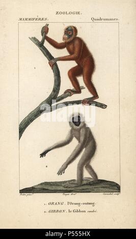 Bornesischen Orang-utan, Pongo pygmaeus (gefährdete) und silbernen Gibbon, Hylobates moloch (gefährdet). Papierkörbe Kupferstich Walze Gravur von Frederic Cuvier 'dictionary der Naturwissenschaften: Säugetiere", Paris, Frankreich, 1816. Illustration von J. G. Pretre, gestochen von Carnonkel, unter der Regie von Pierre Jean-Francois Turpin, und veröffentlicht von F.G. Levrault. Jean Gabriel Pretre (17801845) war Maler der Naturgeschichte an der Kaiserin Josephine Zoo und wurde später Künstler im Museum für Naturkunde. Turpin (1775-1840) gilt als einer der größten französischen botanische Illustratoren des 19 Cent Stockfoto