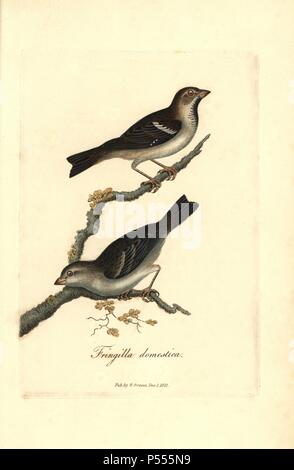 House sparrow, Passer domesticus. Papierkörbe Kupferstich erstellt und von George Gräber aus seinem eigenen "Britische Ornithologie eingraviert, "Walworth, 1821. Graves war Buchhändler, Verleger, Künstler, Kupferstecher und Kolorist und auf botanische und ornithologische Bücher gearbeitet.