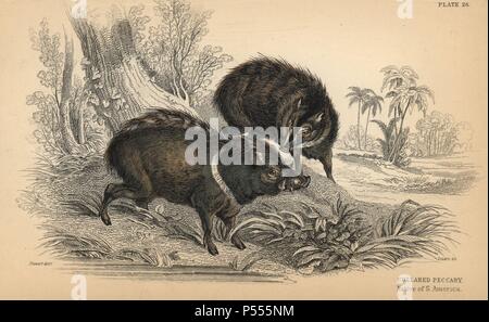 Collared peccary, Pecari tajacu, heimisch in Südamerika. Papierkörbe Gravur auf Stahl von William Lizars aus einer Zeichnung von James Stewart von Sir William Jardine's" des Naturforschers Bibliothek: Mammalia, Pachydermes oder Thick-Skinned Vierbeiner" von W. H. Lizars, Edinburgh, 1836 veröffentlicht. Stockfoto