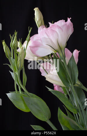 Stiel des Lisianthus Blumen auf schwarzem Hintergrund Stockfoto