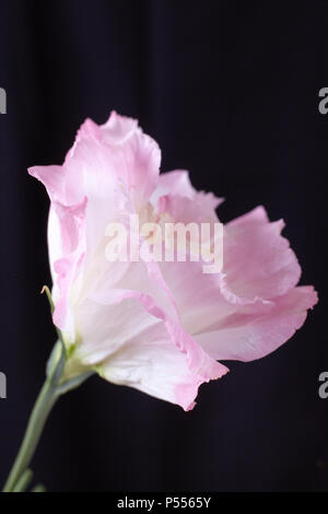 Single rosa Lisianthus blühen auf auf schwarzem Hintergrund Stockfoto