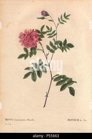 Mai Um mit flauschigen rosa Blumen (Rosa cinnamomea maialis).. Rosier de Mai. Wild in ganz Europa; doppelte Form von R. majalis.. Handcolorierte, Octavo - Größe Walze Kupferstich von Pierre Joseph Redoute "Les Roses" 1828. Stockfoto