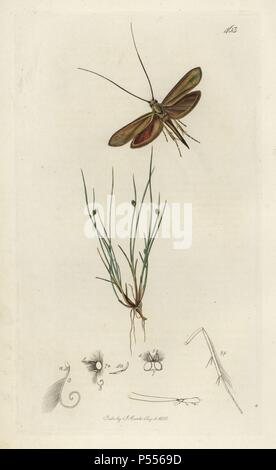 Adela frischella, Coleophora frischella, Frischs Japan, Horn oder Frischs Fall - Motte und mindestens Verein - rush, Scirpus setaceus. Papierkörbe Kupferstich erstellt und von John Curtis für seine eigenen "Britische Entomologie eingraviert, die Abbildungen und Beschreibungen der Gattungen von Insekten in Großbritannien und Irland gefunden", London, 1834. Curtis (1791 - 1862) war ein entomologe, Zeichner, Kupferstecher und Verleger. "Britische Entomologie' aus dem Jahr 1824 bis 1839 veröffentlicht wurde, und umfasste 770 Illustrationen von Insekten und Pflanzen, auf denen sie zu finden sind. Stockfoto