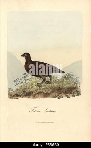 Moorschneehuhn, Lagopus lagopus scoticus. Papierkörbe Kupferstich erstellt und von George Gräber aus seinem eigenen "Britische Ornithologie eingraviert, "Walworth, 1812. Graves war Buchhändler, Verleger, Künstler, Kupferstecher und Kolorist und auf botanische und ornithologische Bücher gearbeitet. Stockfoto