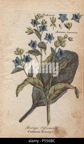 Borretsch, Borago officinalis. Papierkörbe Kupferstich von Joshua Hamilton's "Culpeper's Englisch Familie Arzt' 1792. Nicholas Culpeper (1616-1654) war ein englischer Botaniker, Botaniker und Astrologe berühmt für seine 'Complete Herbal" von 1653. Stockfoto