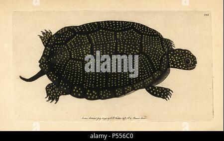 Blanding's Schildkröte, Emydoidea blandingii. Gefährdete Arten.. Papierkörbe Kupferstich von George Shaw und Frederick nodder's 'Verschiedenes' 1793 der Naturforscher. Frederick Polydore Nodder (17511801?) war ein begnadeter Natural history Artist und Graveur. Nodder seine Zeichenkunst arbeiten an Captain Cook und Joseph Banks' Florilegium und Gravur Sydney Parkinson Skizzen der australische Pflanzen verfeinert. Er war 'botanischen Maler an Ihre Majestät Königin Charlotte" im Jahr 1785. Nodder zeichnete auch die botanischen Studien in Thomas Martyns Flora Rustica (1792) und 38 Platten (1799). Die meisten 1,06 Stockfoto