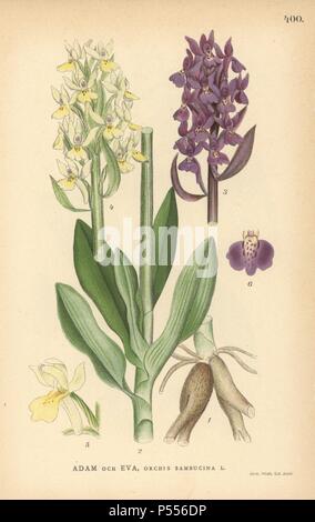 Elder blühenden Orchideen, Dactylorhiza sambucina. Chromolithograph von Carl Lindman's 'Bilder ur Nordens Flora" (Bilder von Northern Flora), Stockholm, Wahlstrom & Widstrand, 1905. Lindman (1856-1928) war Professor für Botanik an der Schwedische Naturkundemuseum (Naturhistoriska Riksmuseet). Die chromolithographs wurden auf Johan Wilhelm Palmstruch 'Svensk Botanik basiert", 1802-1843. Stockfoto