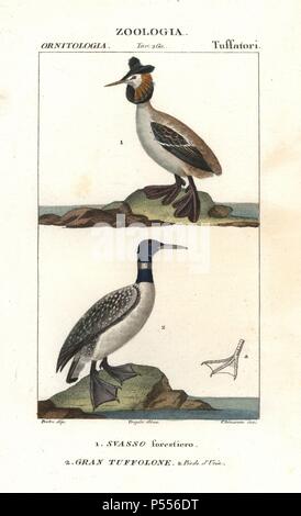 Gehörnte oder Slawonische Haubentaucher, Podiceps auritus, und Great Northern Loon, Gavia Immer. Papierkörbe Kupferstich Walze Gravur von Antoine Jussieu's 'dictionary der Naturwissenschaften", Florenz, Italien, 1837. Illustration von J. G. Pretre, gestochen von Chiussone, unter der Regie von Pierre Jean-Francois Turpin, und durch Batelli e figli veröffentlicht. Jean Gabriel Pretre (17801845) war Maler der Naturgeschichte an der Kaiserin Josephine Zoo und wurde später Künstler im Museum für Naturkunde. Turpin (1775-1840) ist einer der größten französischen botanische Illustratoren des 19. Jahrhunderts angesehen. Stockfoto