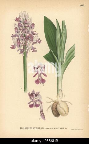 Helm-knabenkraut, Orchis militaris. Chromolithograph von Carl Lindman's 'Bilder ur Nordens Flora" (Bilder von Northern Flora), Stockholm, Wahlstrom & Widstrand, 1905. Lindman (1856-1928) war Professor für Botanik an der Schwedische Naturkundemuseum (Naturhistoriska Riksmuseet). Die chromolithographs wurden auf Johan Wilhelm Palmstruch 'Svensk Botanik basiert", 1802-1843. Stockfoto