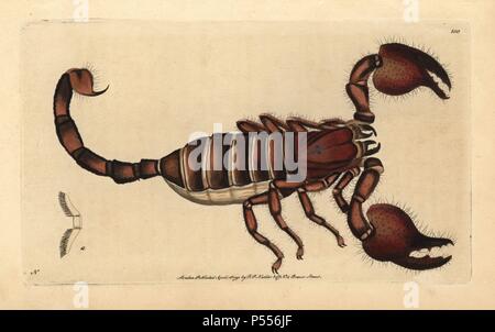 Giant Forest scorpion, Heterometrus Indus. Abbildung unterzeichnet N (Frederick Nodder).. Papierkörbe Kupferstich von George Shaw und Frederick nodder's 'Verschiedenes' 1792 der Naturforscher. Frederick Polydore Nodder (17511801?) war ein begnadeter Natural history Artist und Graveur. Nodder seine Zeichenkunst arbeiten an Captain Cook und Joseph Banks' Florilegium und Gravur Sydney Parkinson Skizzen der australische Pflanzen verfeinert. Er war 'botanischen Maler an Ihre Majestät Königin Charlotte" im Jahr 1785. Nodder zeichnete auch die botanischen Studien in Thomas Martyns Flora Rustica (1792) und 38 Platten (1. Stockfoto