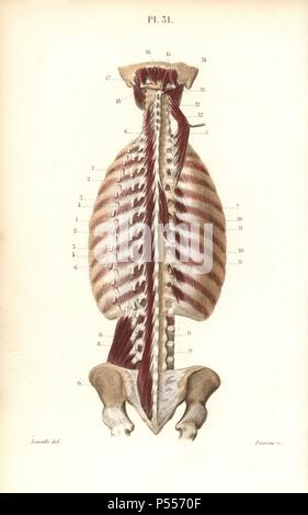 Tiefsten inneren Muskeln des Rückens. Papierkörbe Stahlstich von davesne einer Zeichnung von leveille von Dr. Joseph Nicolas Masse 'Petit Atlas complet d'Anatomie beschreibende du Corps Humain", Paris, 1864, herausgegeben von Mequignon-Marvis. Die Masse 'Pocket Anatomie des menschlichen Körpers" wurde erstmals 1848 veröffentlicht und ging durch viele Ausgaben. Stockfoto