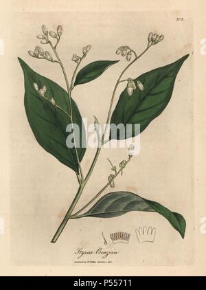 Benjamin Baum, Styrax benzoin. Papierkörbe Kupferstich aus botanischer Illustration von James Sowerby von William Woodville und Sir William Jackson Hooker 'Medizinische Botanik, 'John Bohn, London, 1832. Der unermüdliche Sowerby (1757-1822) zog sich über 2 500 Pflanzen für Smith's Mammoth' Englisch Botanik" (1790-1814) und 440 Pilze für 'bunten Figuren der Englischen Pilze" (1797) unter vielen anderen Werken. Stockfoto