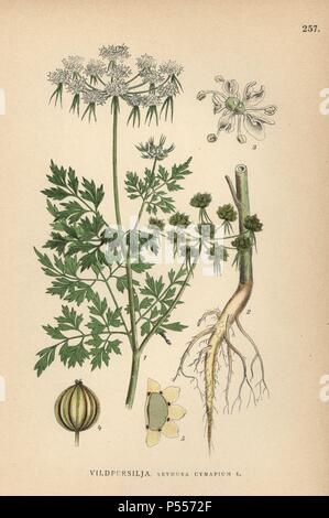 Fool's Petersilie, Aethusa cynapium. Chromolithograph von Carl Lindman's 'Bilder ur Nordens Flora" (Bilder von Northern Flora), Stockholm, Wahlström & Widstrand, 1905. Lindman (1856-1928) war Professor für Botanik an der Schwedische Naturkundemuseum (Naturhistoriska Riksmuseet). Die chromolithographs wurden auf der Grundlage von Johan Wilhelm Palmstruch 'Svensk Botanik' (1802-1843). Stockfoto