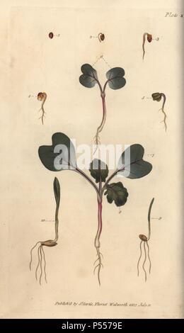 Das Keimen von Samen der Radieschen Raphanus sativus (1-7), Weizen Triticum aestivum (8) und Gerste Hordeum vulgare (9). Papierkörbe Kupferstich eines botanischen Illustration von Sydenham Edwards für William Curtis's 'Vorlesungen über Botanik, wie im Botanischen Garten in Lambeth geliefert", 1805. Edwards (1768-1819) wurde der Künstler von Tausenden von botanischen Platten für Curtis Botanical Magazine''' und seine 'Botanischen registrieren.". Stockfoto