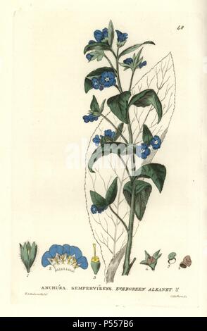 Evergreen alkanet, Anchusa sempervirens. Papierkörbe Kupferstich aus einer Zeichnung von W.A. Delamotte von William Baxter's 'Britische Phaenogamous Botanik' 1834. Der Schotte William Baxter (1788-1871) war der Kurator der Oxford Botanischer Garten von 1813 bis 1854. Stockfoto