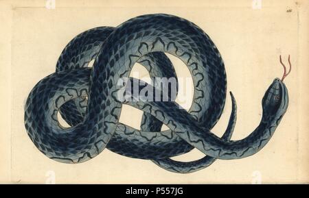 Southern Water Snake, Nerodia fasciata. Abbildung: signierte S (George Shaw). Papierkörbe Kupferstich von George Shaw und Frederick nodder's 'Verschiedenes' 1796 der Naturforscher. Frederick Polydore Nodder (17511801?) war ein begnadeter Natural history Artist und Graveur. Nodder seine Zeichenkunst arbeiten an Captain Cook und Joseph Banks' Florilegium und Gravur Sydney Parkinson Skizzen der australische Pflanzen verfeinert. Er war 'botanischen Maler an Ihre Majestät Königin Charlotte" im Jahr 1785. Nodder zeichnete auch die botanischen Studien in Thomas Martyns Flora Rustica (1792) und 38 Platten (1799). Mos Stockfoto