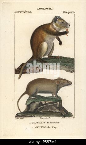 Desmarest's Capromys pilorides hutia, und Karoo Bush Ratte, Myotomys unisulcatus. Papierkörbe Kupferstich Walze Gravur von Frederic Cuvier 'dictionary der Naturwissenschaften: Säugetiere", Paris, Frankreich, 1816. Illustration von J. G. Pretre, gestochen von Massard, unter der Regie von Pierre Jean-Francois Turpin, und veröffentlicht von F.G. Levrault. Jean Gabriel Pretre (17801845) war Maler der Naturgeschichte an der Kaiserin Josephine Zoo und wurde später Künstler im Museum für Naturkunde. Turpin (1775-1840) ist einer der größten französischen botanische Illustratoren des 19. Jahrhunderts angesehen. Stockfoto