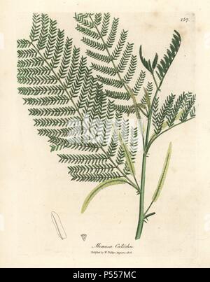 Catechu, Acacia catechu. Papierkörbe Kupferstich aus botanischer Illustration von James Sowerby von William Woodville und Sir William Jackson Hooker 'Medizinische Botanik, 'John Bohn, London, 1832. Der unermüdliche Sowerby (1757-1822) zog sich über 2 500 Pflanzen für Smith's Mammoth' Englisch Botanik" (1790-1814) und 440 Pilze für 'bunten Figuren der Englischen Pilze" (1797) unter vielen anderen Werken. Stockfoto