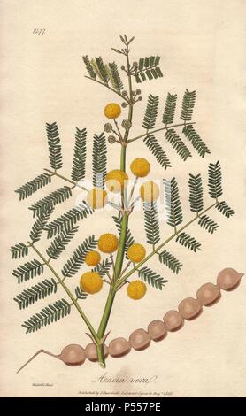 Ägyptische Thorn Tree, Acacia Nilotica. Papierkörbe botanischen Abbildung gezeichnet und auf Stahl durch Weddell von John Stephenson und James Morss Churchill's 'Medizinische Botanik: oder Abbildungen graviert und Beschreibungen der Heilpflanzen der London, Edinburgh und Dublin Arzneibücher, 'John Churchill, London, 1831. Stockfoto