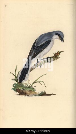 Great Grey shrike, Lanius excubitor. Papierkörbe Kupferstich erstellt und von Edward Donovan aus seinem eigenen "natürliche Geschichte der britischen Vögel eingraviert, "London, 1794-1819. Edward Donovan (1768-1837) war ein anglo-irischen Bewunderer der Zoologe, Schriftsteller, Künstler und Graveur. Er schrieb und illustrierte eine Reihe von Volumes auf Vögel, Fische, Muscheln und Insekten, sein eigenes Museum für Naturgeschichte in London eröffnet, aber später fiel er auf harte Zeiten und starb mittellos. Stockfoto