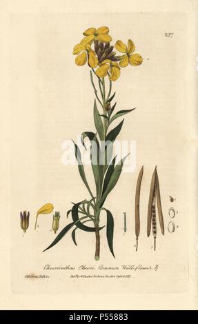 Gemeinsame Mauerblümchen, Cheiranthus Cheiri. Papierkörbe Kupferplatte gezeichnet und von Charles Mathews von William Baxter's 'Britische Phaenogamous Botanik' 1837 eingraviert. Der Schotte William Baxter (1788-1871) war der Kurator der Oxford Botanischer Garten von 1813 bis 1854. Stockfoto