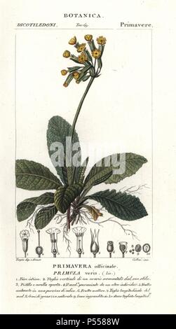 Schlüsselblume, Primula Veris. Papierkörbe Kupferstich Walze Gravur von JUSSIEU's 'dictionary der Naturwissenschaften", Florenz, Italien, 1837. Abbildung von Pierre Jean-Francois Turpin, und durch Batelli e figli veröffentlicht. Turpin (1775-1840) ist einer der größten französischen botanische Illustratoren des 19. Jahrhunderts angesehen. Stockfoto