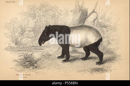 Malaiische oder asiatischen Tapir, Tapirus indicus, gefährdete. Papierkörbe Gravur auf Stahl von William Lizars aus einer Zeichnung von James Stewart von Sir William Jardine's" des Naturforschers Bibliothek: Mammalia, Pachydermes oder Thick-Skinned Vierbeiner" von W. H. Lizars, Edinburgh, 1836 veröffentlicht. Stockfoto