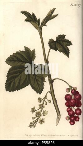 Johannisbeere, Ribes rubrum. Papierkörbe Kupferstich eines botanischen Illustration von Sydenham Edwards für William Curtis's 'Vorlesungen über Botanik, wie im Botanischen Garten in Lambeth geliefert", 1805. Edwards (1768-1819) wurde der Künstler von Tausenden von botanischen Platten für Curtis Botanical Magazine''' und seine 'Botanischen registrieren.". Stockfoto