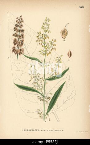 Western dock, Rumex aquaticus. Chromolithograph von Carl Lindman's 'Bilder ur Nordens Flora" (Bilder von Northern Flora), Stockholm, Wahlstrom & Widstrand, 1905. Lindman (1856-1928) war Professor für Botanik an der Schwedische Naturkundemuseum (Naturhistoriska Riksmuseet). Die chromolithographs wurden auf Johan Wilhelm Palmstruch 'Svensk Botanik basiert", 1802-1843. Stockfoto