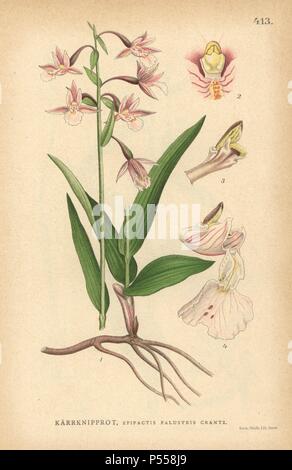 Marsh helleborine Epipactis palustris Crantz, Orchidee. Chromolithograph von Carl Lindman's 'Bilder ur Nordens Flora" (Bilder von Northern Flora), Stockholm, Wahlstrom & Widstrand, 1905. Lindman (1856-1928) war Professor für Botanik an der Schwedische Naturkundemuseum (Naturhistoriska Riksmuseet). Die chromolithographs wurden auf Johan Wilhelm Palmstruch 'Svensk Botanik basiert", 1802-1843. Stockfoto