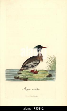 Red-breasted Merganser, Mergus serrator. Papierkörbe Kupferstich erstellt und von George Gräber aus seinem eigenen "Britische Ornithologie eingraviert, "Walworth, 1821. Graves war Buchhändler, Verleger, Künstler, Kupferstecher und Kolorist und auf botanische und ornithologische Bücher gearbeitet. Stockfoto