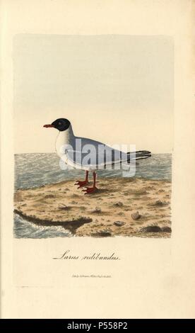 Gemeinsame Lachmöwe, Larus ridibundus. Papierkörbe Kupferstich von George Gräber erstellt und von Warner von Graves'' British Ornithologie eingraviert, "Walworth, 1812. Graves war Buchhändler, Verleger, Künstler, Kupferstecher und Kolorist und auf botanische und ornithologische Bücher gearbeitet. Stockfoto