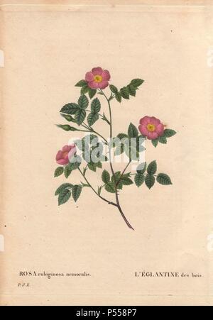 Rosa Wild Rose der Wälder. . Rosa rubiginosa Nemoralis. Rosa micrantha. L'Eglantine des Bois. . Handcolorierte octavo - Größe Walze Kupferstich von Pierre-Joseph Redoute von "Les Roses" 1828. Stockfoto