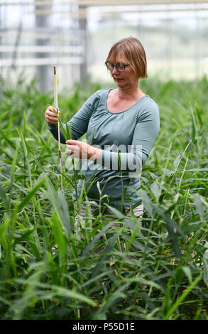 Bamberg, Deutschland. 21 Juni, 2018. Birgit rascher Messung der Höhe des Ingwers Pflanzen in einem Gewächshaus. Ingwer Anbau wird versucht in der Bayerischen Landesanstalt für Weinbau und Gartenbau (LWG). Quelle: Matthias Merz/dpa/Alamy leben Nachrichten Stockfoto