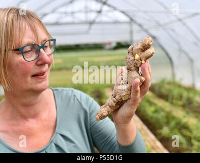 Bamberg, Deutschland. 21 Juni, 2018. Birgit Rascher mit einem Ingwer Rohr aus der letztjährigen Ernte in eine Folie Gewächshaus. Ingwer Anbau wird versucht in der Bayerischen Landesanstalt für Weinbau und Gartenbau (LWG). Quelle: Matthias Merz/dpa/Alamy leben Nachrichten Stockfoto