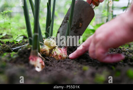 Bamberg, Deutschland. 21 Juni, 2018. Birgit rascher Inspektion Ingwer Pflanzen in einem Gewächshaus. Ingwer Anbau wird versucht in der Bayerischen Landesanstalt für Weinbau und Gartenbau (LWG). Quelle: Matthias Merz/dpa/Alamy leben Nachrichten Stockfoto