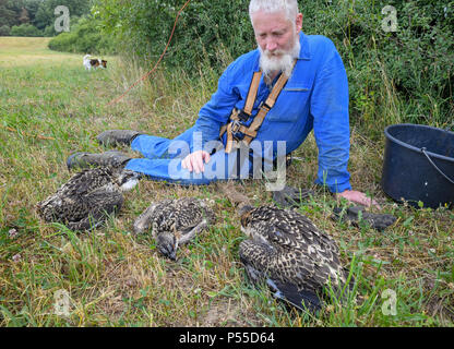 Klosterwalde, Deutschland. 21 Juni, 2018. 21.06.2018, Brandenburg, Klosterwalde: Paul Sommer, Leiter der Woblitz Naturschutz Bahnhof, hat drei junge fischadler (Pandion haliaetus) aus einem Nest nördlich von Templin in der Uckermark zu Ring und diese Umfrage. Dann die Tiere kamen zurück zum Nest. Foto: Patrick Pleul/dpa-Zentralbild/ZB | Verwendung weltweit/dpa/Alamy leben Nachrichten Stockfoto