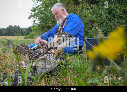 Klosterwalde, Deutschland. 21 Juni, 2018. 21.06.2018, Brandenburg, Klosterwalde: Paul Sommer, Leiter der Woblitz Naturschutz Bahnhof, hat drei junge fischadler (Pandion haliaetus) aus einem Nest nördlich von Templin in der Uckermark zu Ring und diese Umfrage. Dann die Tiere kamen zurück zum Nest. Foto: Patrick Pleul/dpa-Zentralbild/ZB | Verwendung weltweit/dpa/Alamy leben Nachrichten Stockfoto