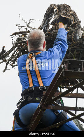 Klosterwalde, Deutschland. 21 Juni, 2018. 21.06.2018, Brandenburg, Klosterwalde: Paul Sommer, Direktor der Woblitz Naturschutz Station, stieg eine alte Strommast nördlich von Templin in der Uckermark zu drei jungen Fischadler (Pandion haliaetus) von ihrem Nest bringen. Die Tiere wurden dann gemessen am Boden, Beringt, gewogen und dann wieder zurück in das Nest. Foto: Patrick Pleul/dpa-Zentralbild/ZB | Verwendung weltweit/dpa/Alamy leben Nachrichten Stockfoto