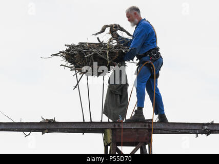 Klosterwalde, Deutschland. 21 Juni, 2018. 21.06.2018, Brandenburg, Klosterwalde: Paul Sommer, Direktor der Woblitz Naturschutz Station, stieg eine alte Strommast nördlich von Templin in der Uckermark zu drei jungen Fischadler (Pandion haliaetus) von ihrem Nest bringen. Die Tiere wurden dann gemessen am Boden, Beringt, gewogen und dann wieder zurück in das Nest. Foto: Patrick Pleul/dpa-Zentralbild/ZB | Verwendung weltweit/dpa/Alamy leben Nachrichten Stockfoto