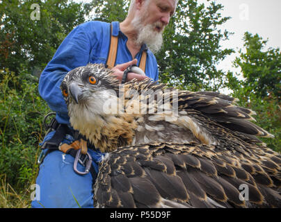 Klosterwalde, Deutschland. 21 Juni, 2018. 21.06.2018, Brandenburg, Klosterwalde: Paul Sommer, Leiter der Woblitz Naturschutz Bahnhof, hat drei junge fischadler (Pandion haliaetus) aus einem Nest nördlich von Templin in der Uckermark zu Ring und diese Umfrage. Dann die Tiere kamen zurück zum Nest. Foto: Patrick Pleul/dpa-Zentralbild/ZB | Verwendung weltweit/dpa/Alamy leben Nachrichten Stockfoto