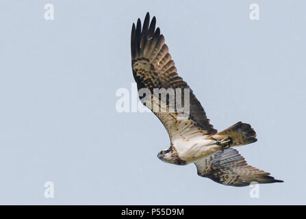 Klosterwalde, Deutschland. 21 Juni, 2018. 21.06.2018, Brandenburg, Klosterwalde: ein fischadler (Pandion haliaetus) fliegt in den Himmel über der Uckermark. Zuvor, Paul Sommer, Leiter der Woblitz Naturschutz Bahnhof, kletterte auf einen alten Stromrechnung und brachte drei junge fischadler (Pandion haliaetus) von einem dort nisten. Er hatte diese Beringt und vermessen und dann wieder in das Nest. Foto: Patrick Pleul/dpa-Zentralbild/ZB | Verwendung weltweit/dpa/Alamy leben Nachrichten Stockfoto