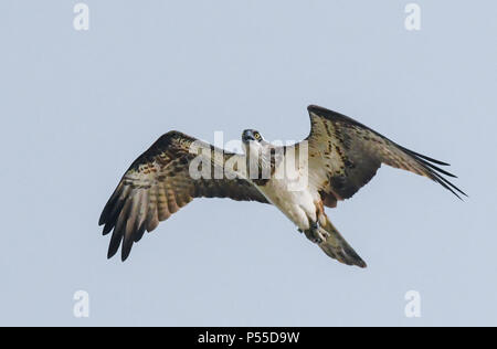 Klosterwalde, Deutschland. 21 Juni, 2018. 21.06.2018, Brandenburg, Klosterwalde: ein fischadler (Pandion haliaetus) fliegt in den Himmel über der Uckermark. Zuvor, Paul Sommer, Leiter der Woblitz Naturschutz Bahnhof, kletterte auf einen alten Stromrechnung und brachte drei junge fischadler (Pandion haliaetus) von einem dort nisten. Er hatte diese Beringt und vermessen und dann wieder in das Nest. Foto: Patrick Pleul/dpa-Zentralbild/ZB | Verwendung weltweit/dpa/Alamy leben Nachrichten Stockfoto